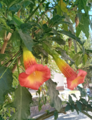 Brugmansia sanguinea