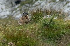 Marmota marmota