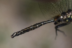 Somatochlora walshii