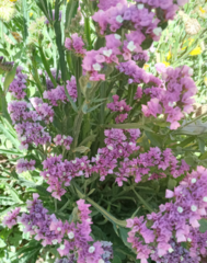 Limonium