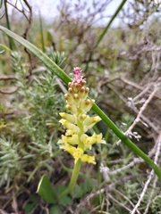 Lachenalia