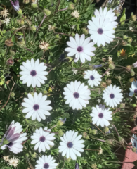 Dimorphotheca