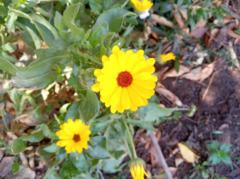 Calendula