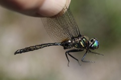 Somatochlora walshii