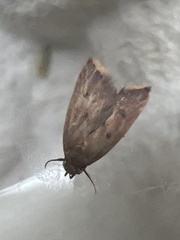 Tachystola acroxantha