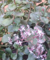 Crassula