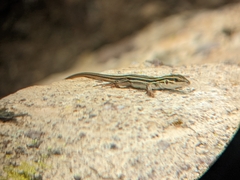 Aspidoscelis uniparens