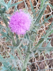 Cirsium