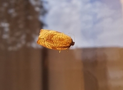 Cacoecimorpha pronubana