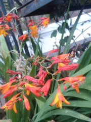 Crocosmia