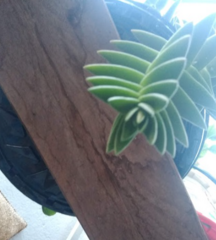 Angiospermae
