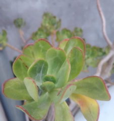 Sedum