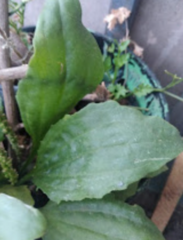 Plantago