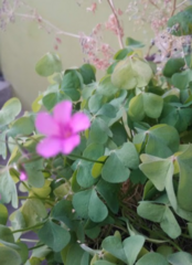 Oxalis