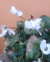 Cyclamen