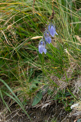 Campanula barbata