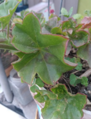 Pelargonium