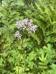 Valeriana