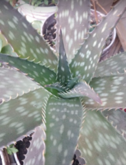 Aloe