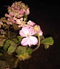 Pelargonium