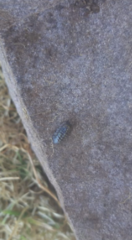 Armadillidium vulgare