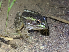 Lithobates chiricahuensis
