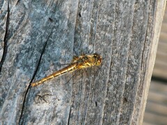 Sympetrum danae