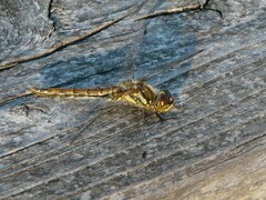 Sympetrum danae