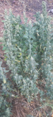 Chenopodium