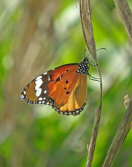 Danaus chrysippus
