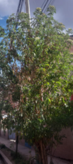 Magnoliopsida