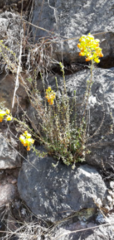 Magnoliopsida