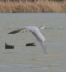 Egretta novaehollandiae