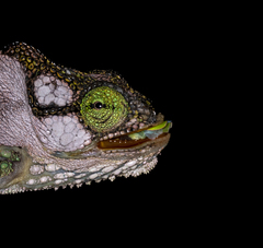 Bradypodion damaranum