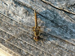 Sympetrum danae