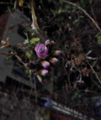Cantua buxifolia