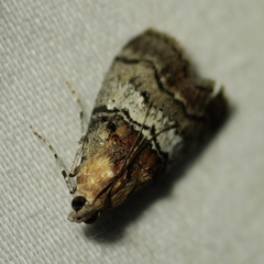 Pococera asperatella