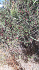 Colletia spinosissima