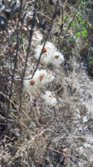 Magnoliopsida