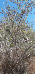 Magnoliopsida