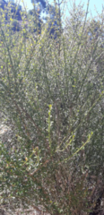 Magnoliopsida
