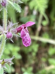 Stachys sylvatica