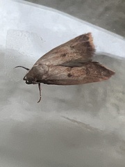 Tachystola acroxantha