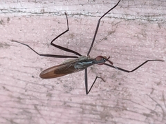 Telostylinus lineolatus