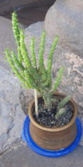 Austrocylindropuntia subulata