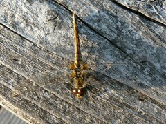 Sympetrum danae