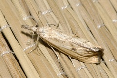 Agriphila inquinatella