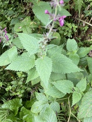 Stachys sylvatica