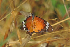 Danaus chrysippus