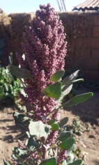 Amaranthaceae